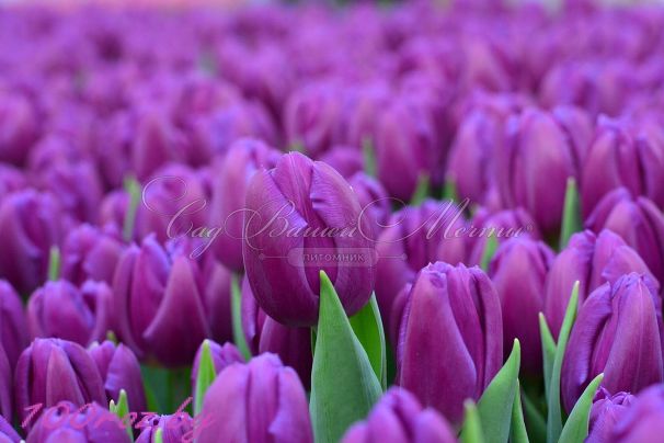 Тюльпан Пёрпл Флаг (Tulipa Purple Flag) — фото 4