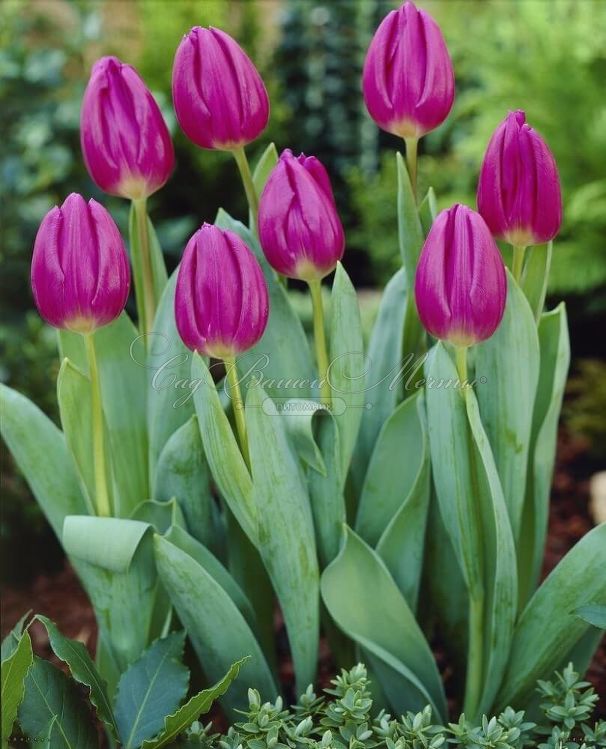 Тюльпан Пёрпл Флаг (Tulipa Purple Flag) — фото 5