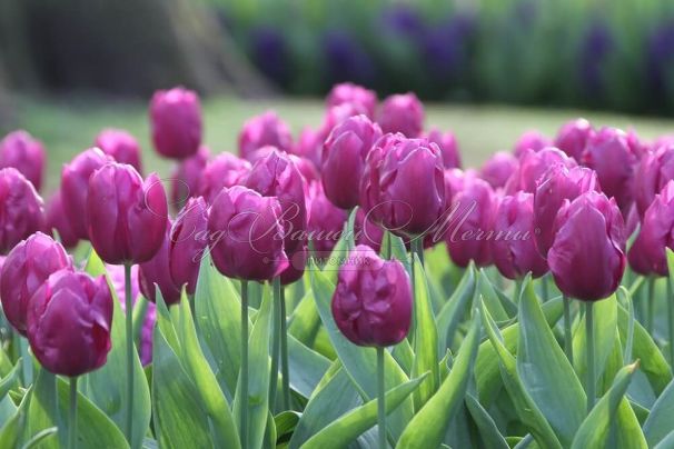 Тюльпан Пёрпл Флаг (Tulipa Purple Flag) — фото 6