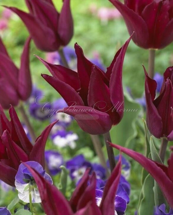 Тюльпан Пёрпл Хёрт (Tulipa Purple Heart) — фото 2