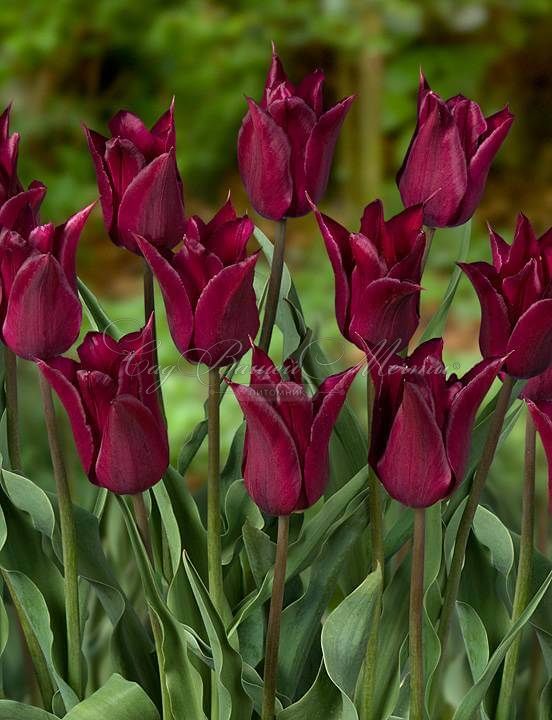 Тюльпан Пёрпл Хёрт (Tulipa Purple Heart) — фото 3