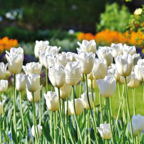 Тюльпан Пим Фортун (Tulipa Pim Fortuyn) — фото 2