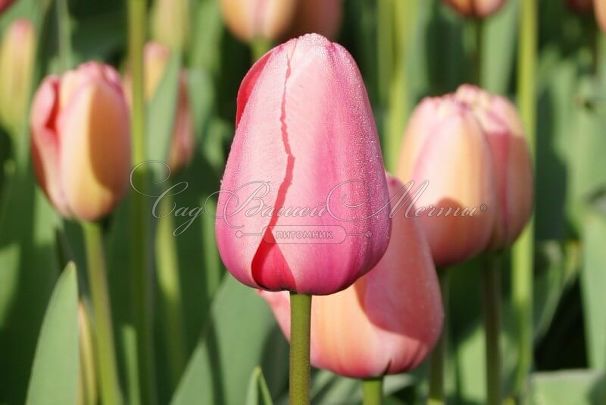 Тюльпан Пинк Импрешн (Tulipa Pink Impression) — фото 2