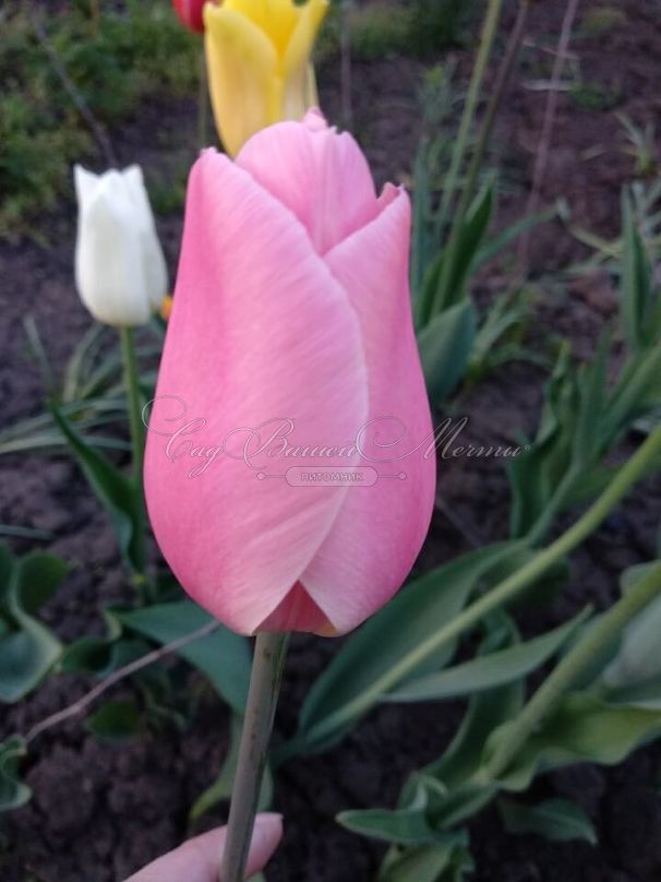 Тюльпан Пинк Импрешн (Tulipa Pink Impression) — фото 3