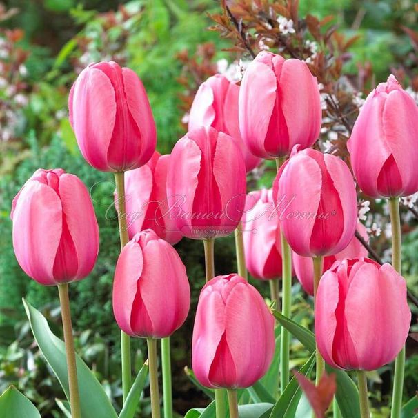 Тюльпан Пинк Импрешн (Tulipa Pink Impression) — фото 4