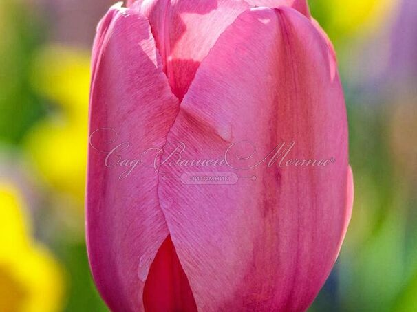 Тюльпан Пинк Импрешн (Tulipa Pink Impression) — фото 5