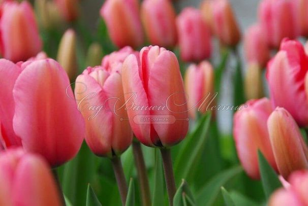 Тюльпан Пинк Импрешн (Tulipa Pink Impression) — фото 6