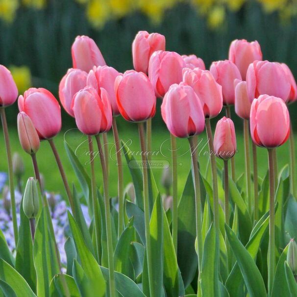 Тюльпан Пинк Импрешн (Tulipa Pink Impression) — фото 7