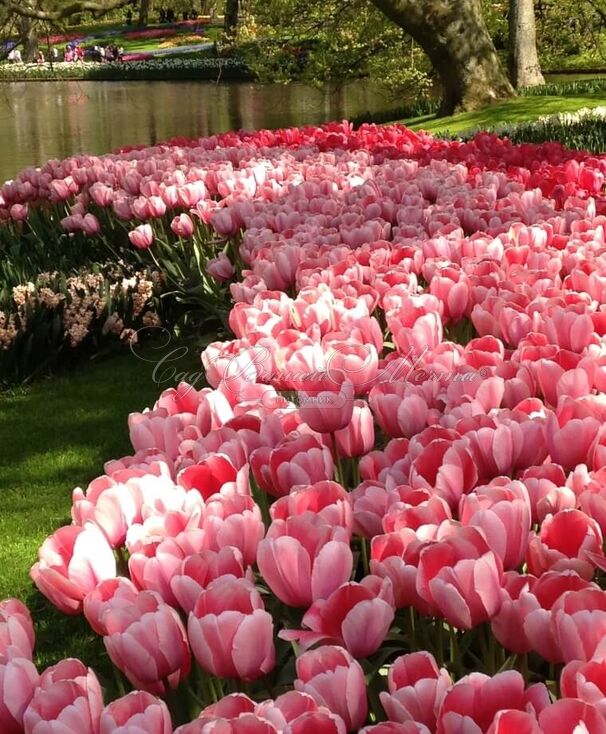 Тюльпан Пинк Импрешн (Tulipa Pink Impression) — фото 8