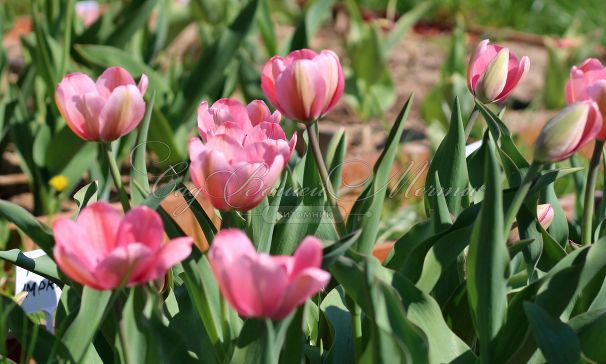 Тюльпан Пинк Импрешн (Tulipa Pink Impression) — фото 9