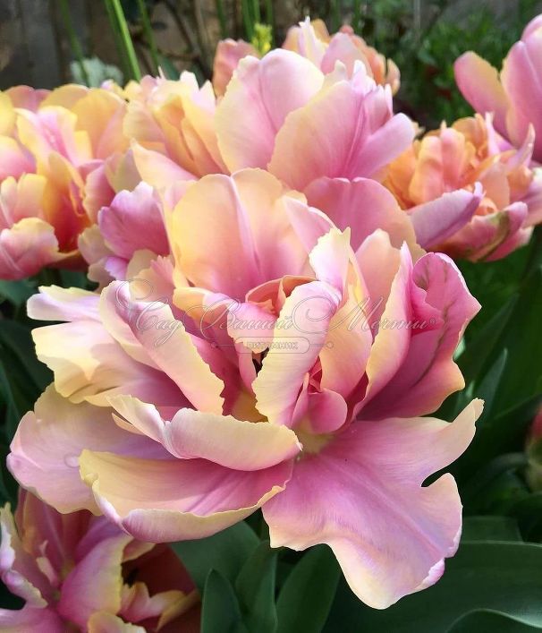 Тюльпан Пинк Стар (Tulipa Pink Star) — фото 2