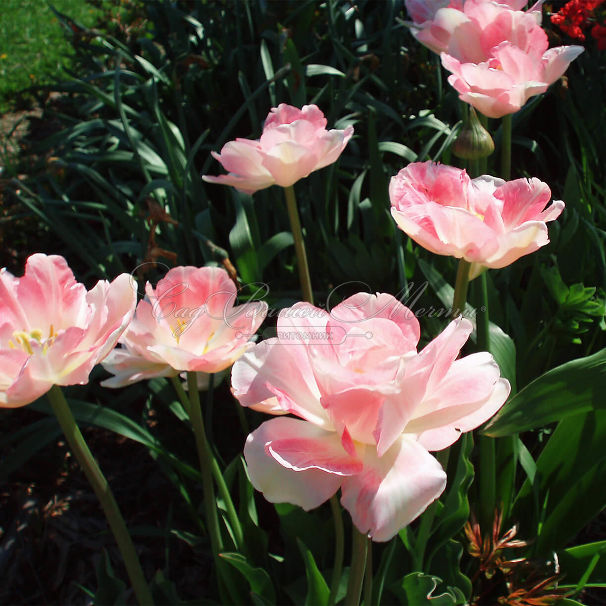 Тюльпан Пинк Стар (Tulipa Pink Star) — фото 3