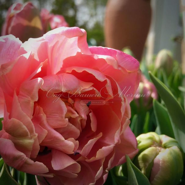 Тюльпан Пинк Стар (Tulipa Pink Star) — фото 4