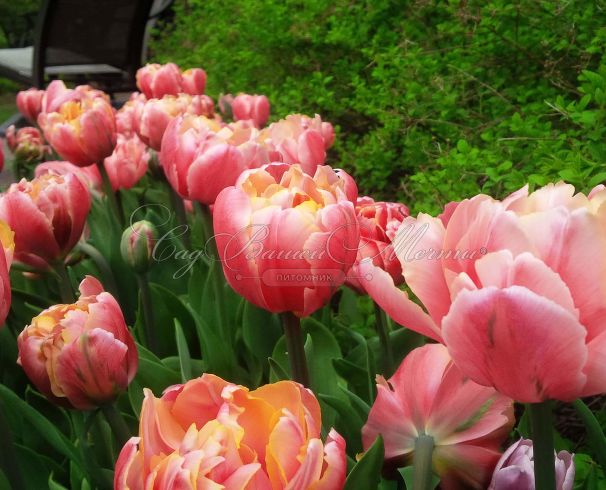 Тюльпан Пинк Стар (Tulipa Pink Star) — фото 5