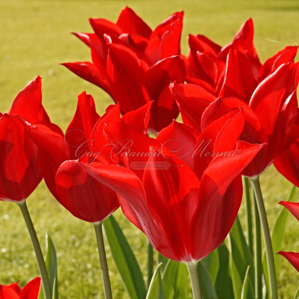 Тюльпан Питер де Люр (Tulipa Pieter de Leur) — фото 2
