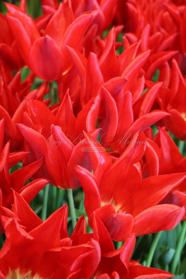 Тюльпан Питер де Люр (Tulipa Pieter de Leur) — фото 3