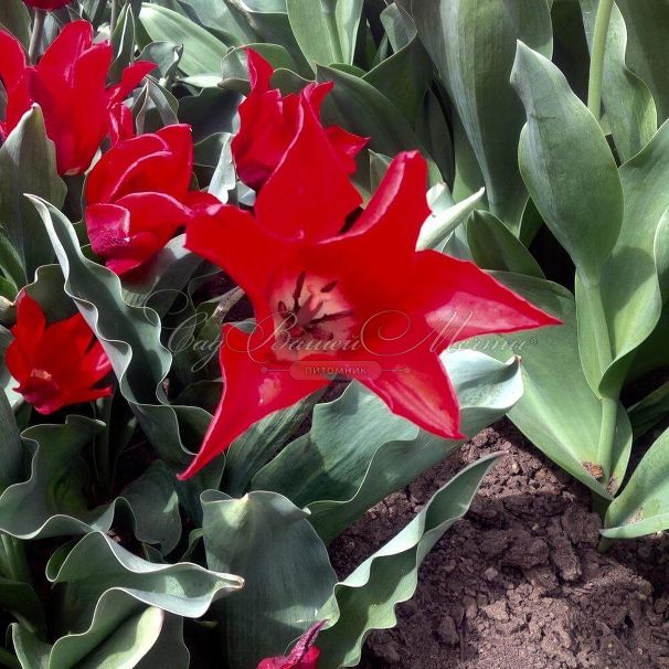 Тюльпан Питер де Люр (Tulipa Pieter de Leur) — фото 4