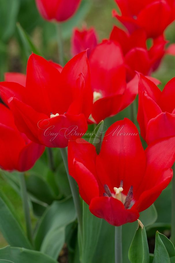 Тюльпан Питер де Люр (Tulipa Pieter de Leur) — фото 5