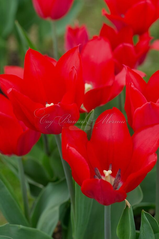 Тюльпан Питер де Люр (Tulipa Pieter de Leur) — фото 5