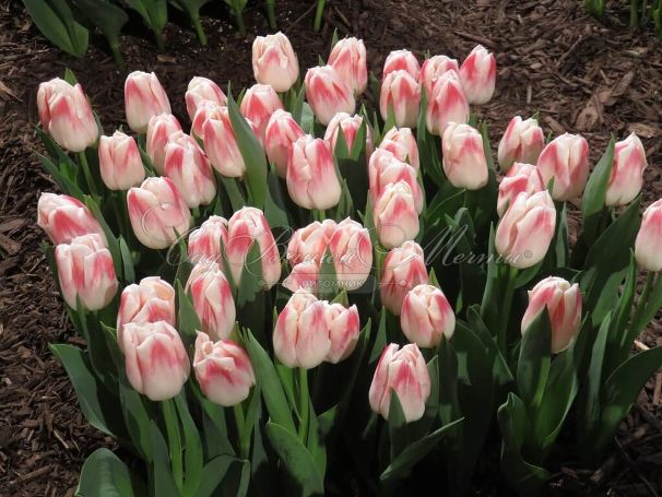 Тюльпан Плеже (Tulipa Pleasure) — фото 2