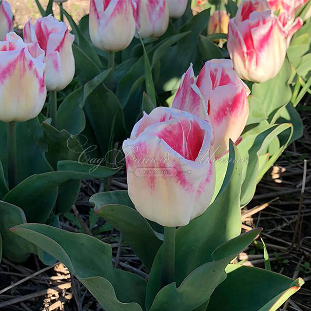 Тюльпан Плеже (Tulipa Pleasure) — фото 3