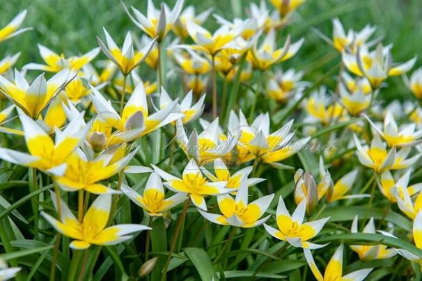 Тюльпан поздний / волосистотычинковый (Tulipa tarda dasystemon) — фото 2