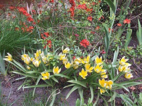 Тюльпан поздний / волосистотычинковый (Tulipa tarda dasystemon) — фото 3
