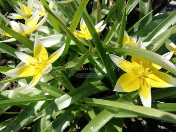 Тюльпан поздний / волосистотычинковый (Tulipa tarda dasystemon) — фото 4