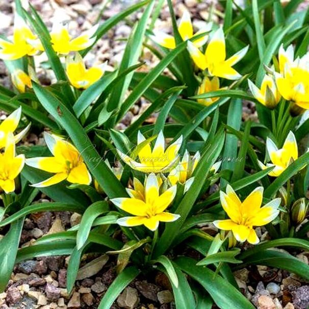 Тюльпан поздний / волосистотычинковый (Tulipa tarda dasystemon) — фото 5