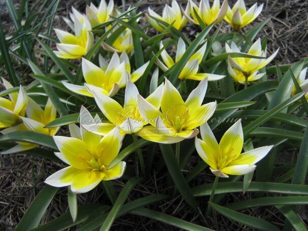 Тюльпан поздний / волосистотычинковый (Tulipa tarda dasystemon) — фото 6