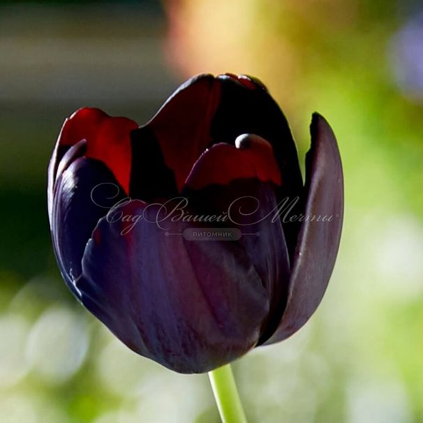 Тюльпан Пол Шерер (Tulipa Paul Scherer) — фото 3