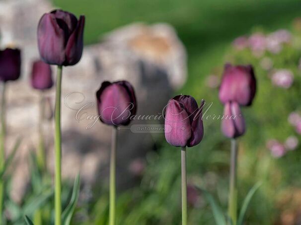 Тюльпан Пол Шерер (Tulipa Paul Scherer) — фото 6