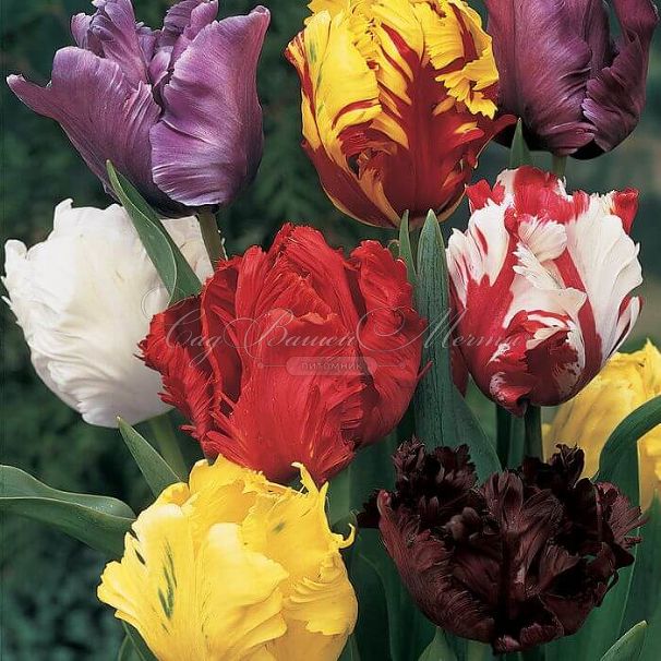 Тюльпан попугайный Микс (Tulipa Parrot Mix) — фото 3