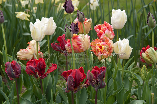 Тюльпан попугайный Микс (Tulipa Parrot Mix) — фото 4