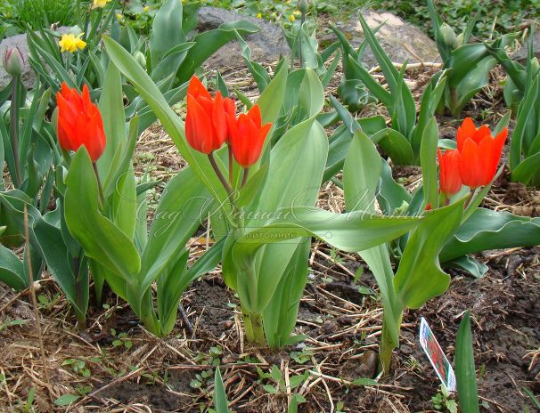 Тюльпан превосходящий ван Туберген Вэрайети (Tulipa Praestans Van Tubergen'S Variety) — фото 2