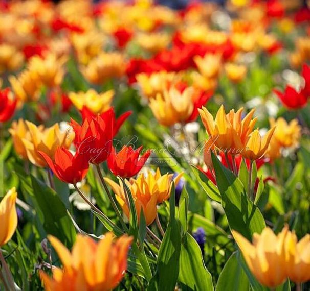 Тюльпан превосходящий Микс (Tulipa Praestans Mix) — фото 2