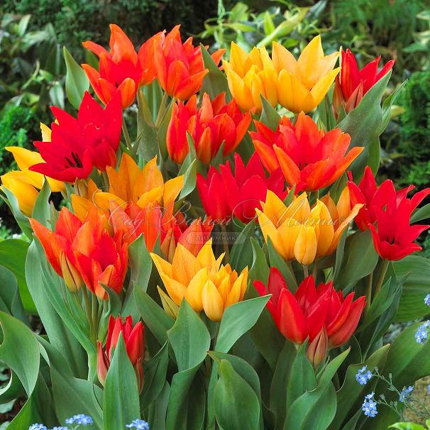 Тюльпан превосходящий Микс (Tulipa Praestans Mix) — фото 3
