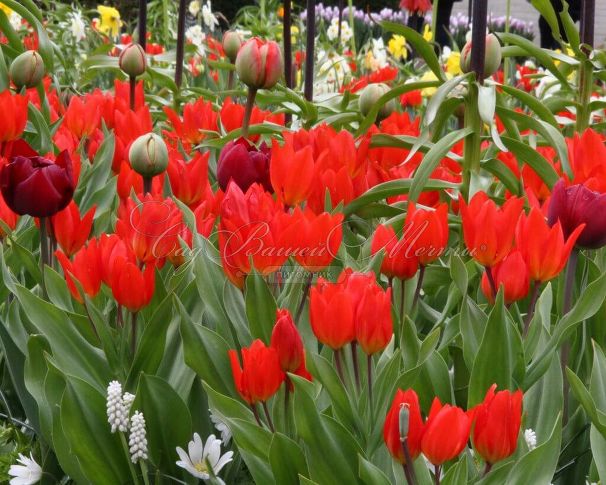 Тюльпан превосходящий Фюзилье (Tulipa praestans Fusilier) — фото 2