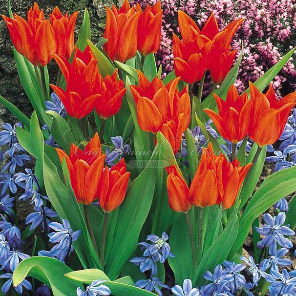 Тюльпан превосходящий Фюзилье (Tulipa praestans Fusilier) — фото 4