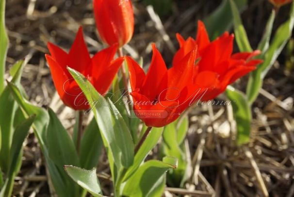 Тюльпан превосходящий Цваненбург (Tulipa praestans Zwanenburg) — фото 2