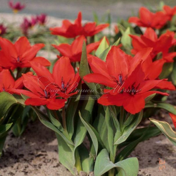 Тюльпан превосходящий Цваненбург (Tulipa praestans Zwanenburg) — фото 3