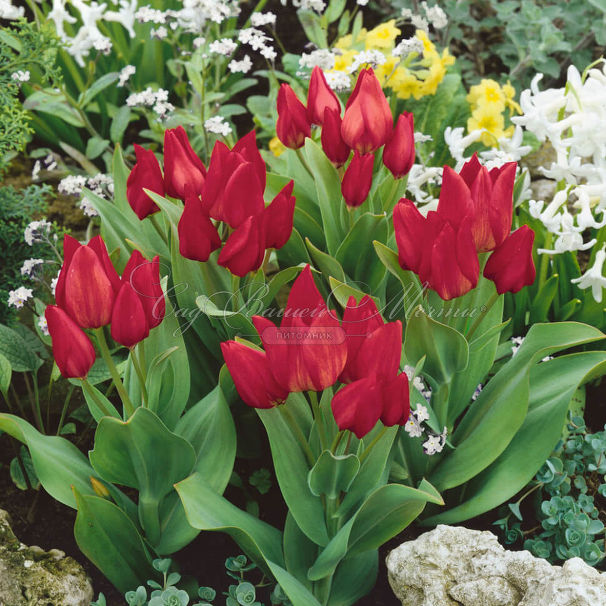 Тюльпан превосходящий Цваненбург (Tulipa praestans Zwanenburg) — фото 4