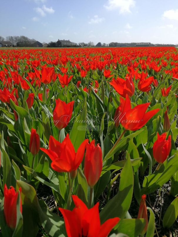 Тюльпан превосходящий Цваненбург (Tulipa praestans Zwanenburg) — фото 5