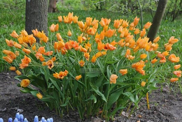 Тюльпан превосходящий Шогун (Tulipa praestans Shogun) — фото 2
