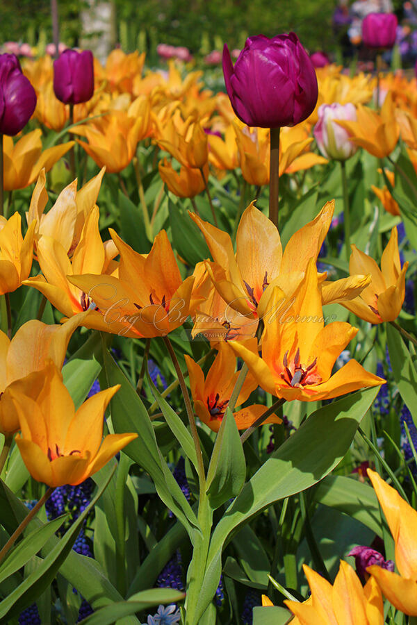 Тюльпан превосходящий Шогун (Tulipa praestans Shogun) — фото 3