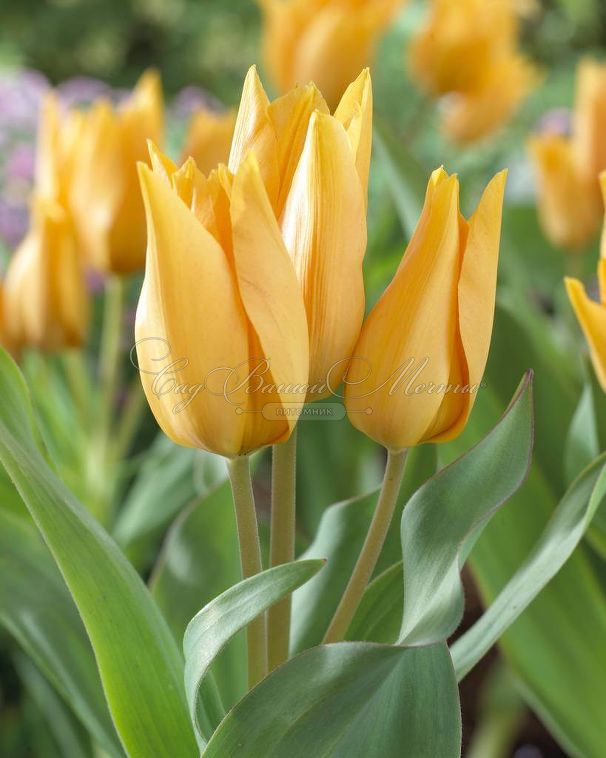 Тюльпан превосходящий Шогун (Tulipa praestans Shogun) — фото 4