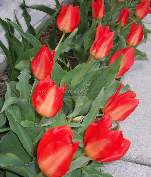 Тюльпан Принцепс (Tulipa Princeps) — фото 2