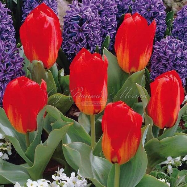 Тюльпан Принцепс (Tulipa Princeps) — фото 3