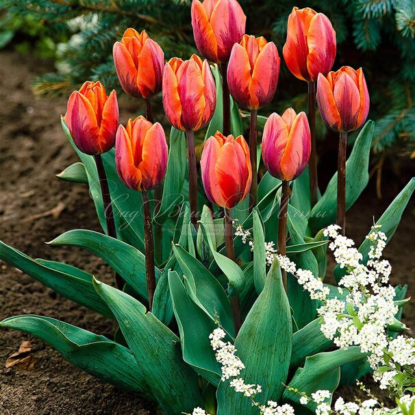 Тюльпан Принцесс Ирен (Tulipa Prinses Irene) — фото 2