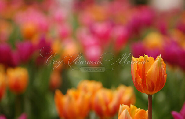 Тюльпан Принцесс Ирен (Tulipa Prinses Irene) — фото 3